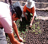 Preparación de plantas para su entrega